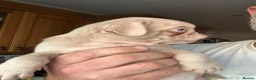 Pug dogs for sale: Prestige Pink Pug Puppies KC reg. Ready to leave - Advert 11