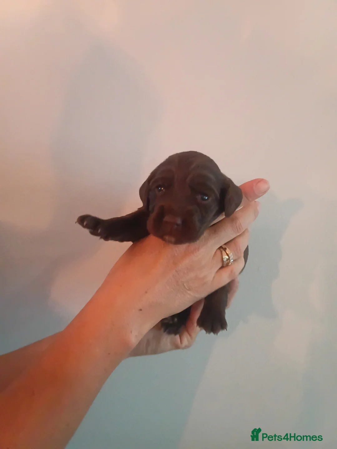 Sprocker dogs for sale: Beautiful Sprocker puppies for sale - Advert 32