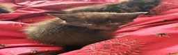 Mixed Breed cats for sale: 4 Kitten for sale! - Advert 4