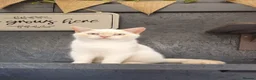British Shorthair cats for sale: Gorgeous Cream Pointed Boy, gccf reg.  - Advert 3