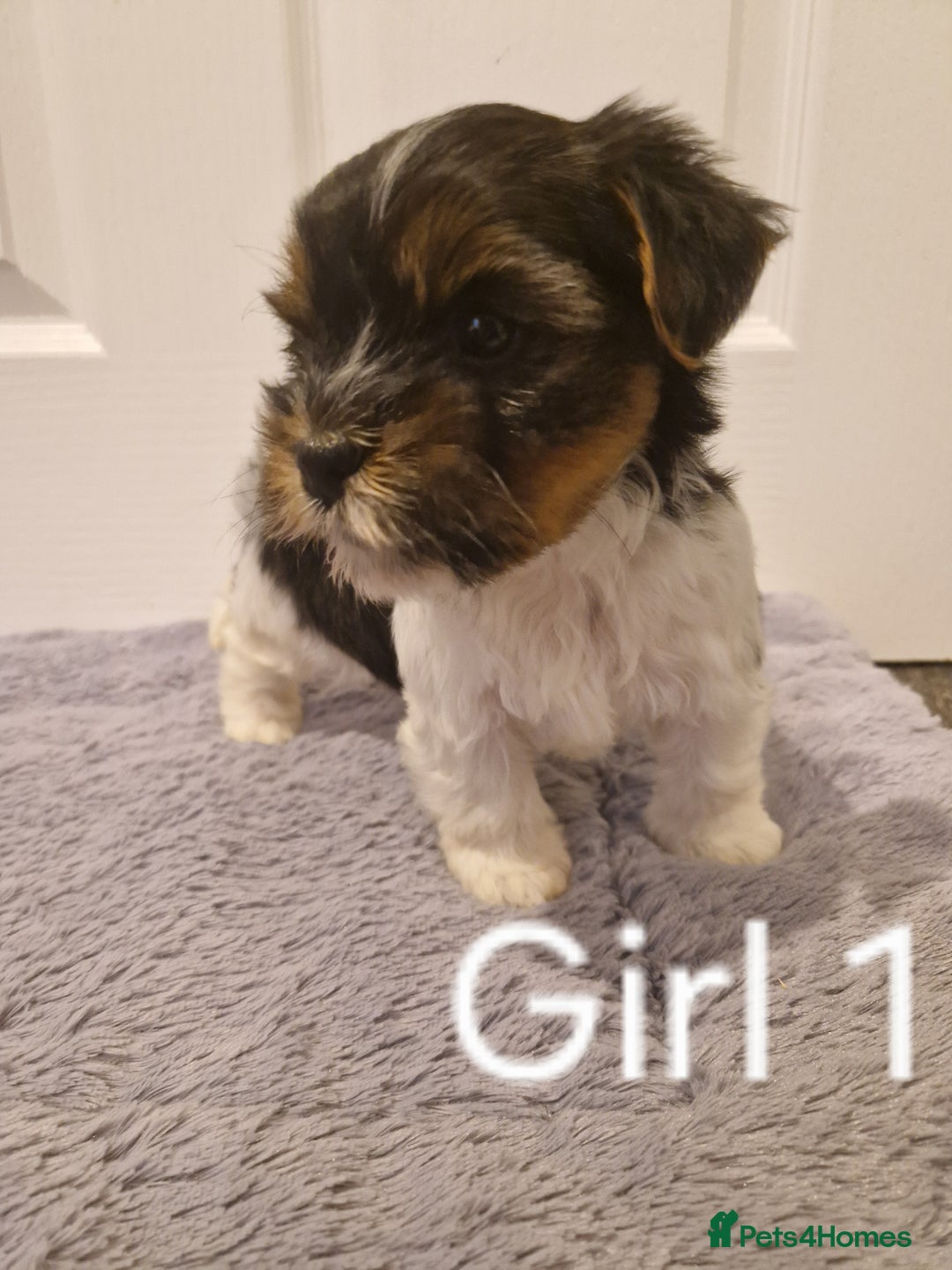 Biewer Terrier dogs for sale: Last Yorkshire Biewer Terrier Puppy Ready To Go! - Advert 5