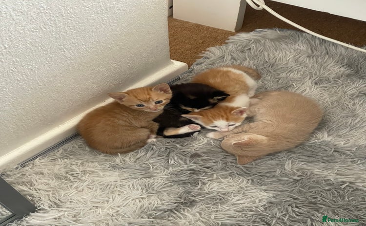 Mixed Breed cats - Advert 15