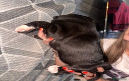 Mixed Breed dogs for sale: American bulldog X staffy 🏡 - Image 26