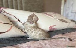 Bengal cats for sale: 💙Stunning Silver Mink Bengal TICA registered  - Image 18