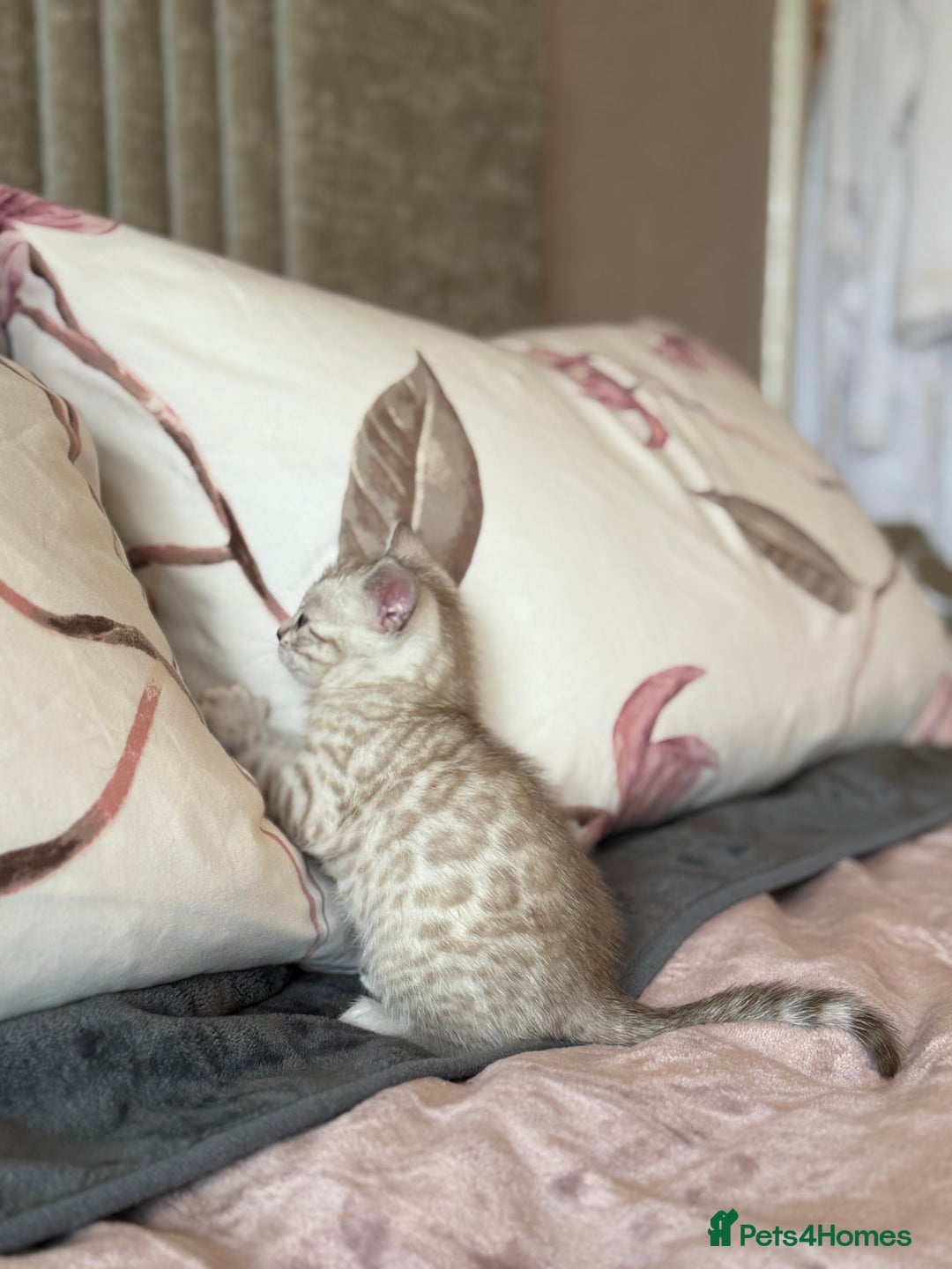Bengal cats for sale: 💙Stunning Silver Mink Bengal TICA registered  - Image 18