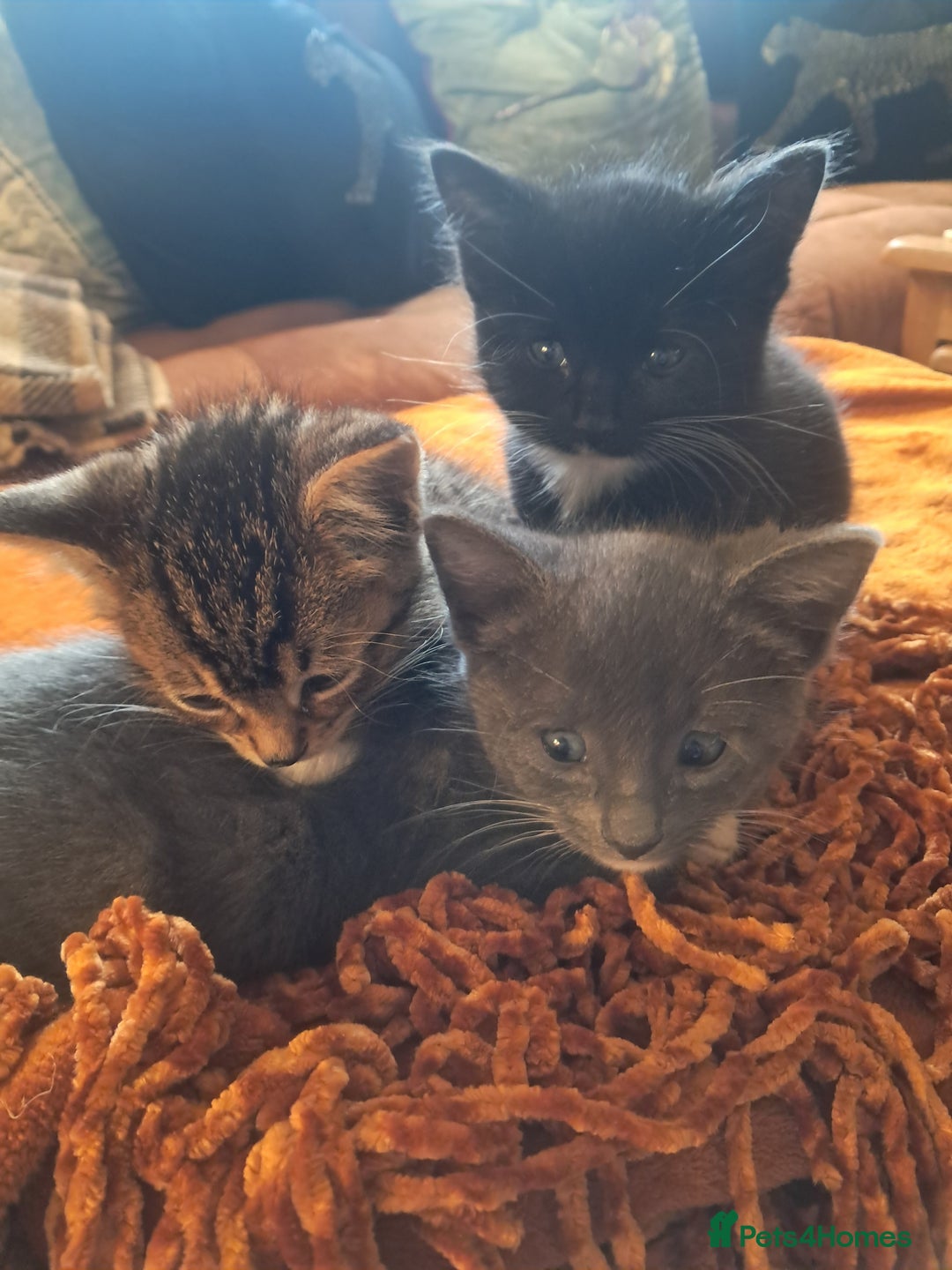 Mixed Breed cats for sale: 3 BEAUTIFUL KITTENS 😸 AVAILABLE STRAIGHT AWAY  - Advert 21