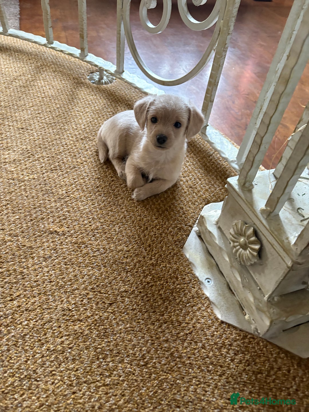 Chipoo dogs for sale: Chipoo - Advert 6