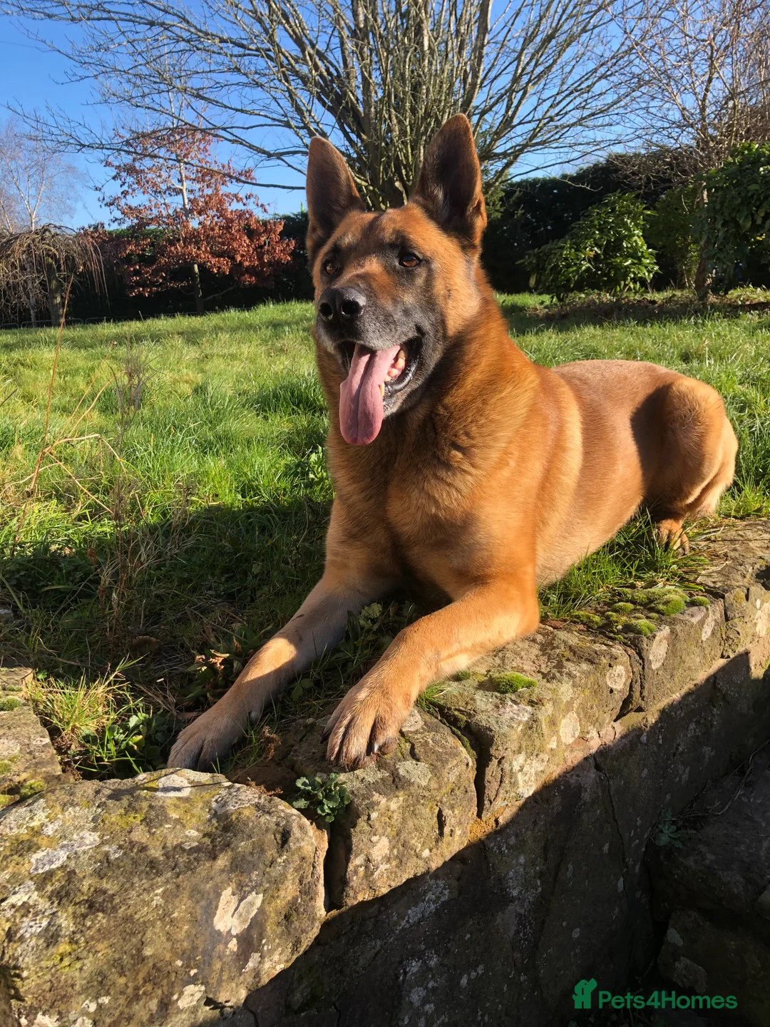 Belgian Shepherd Dog dogs for stud: Looking for a Girlfriend !! in Hereford - Advert 2