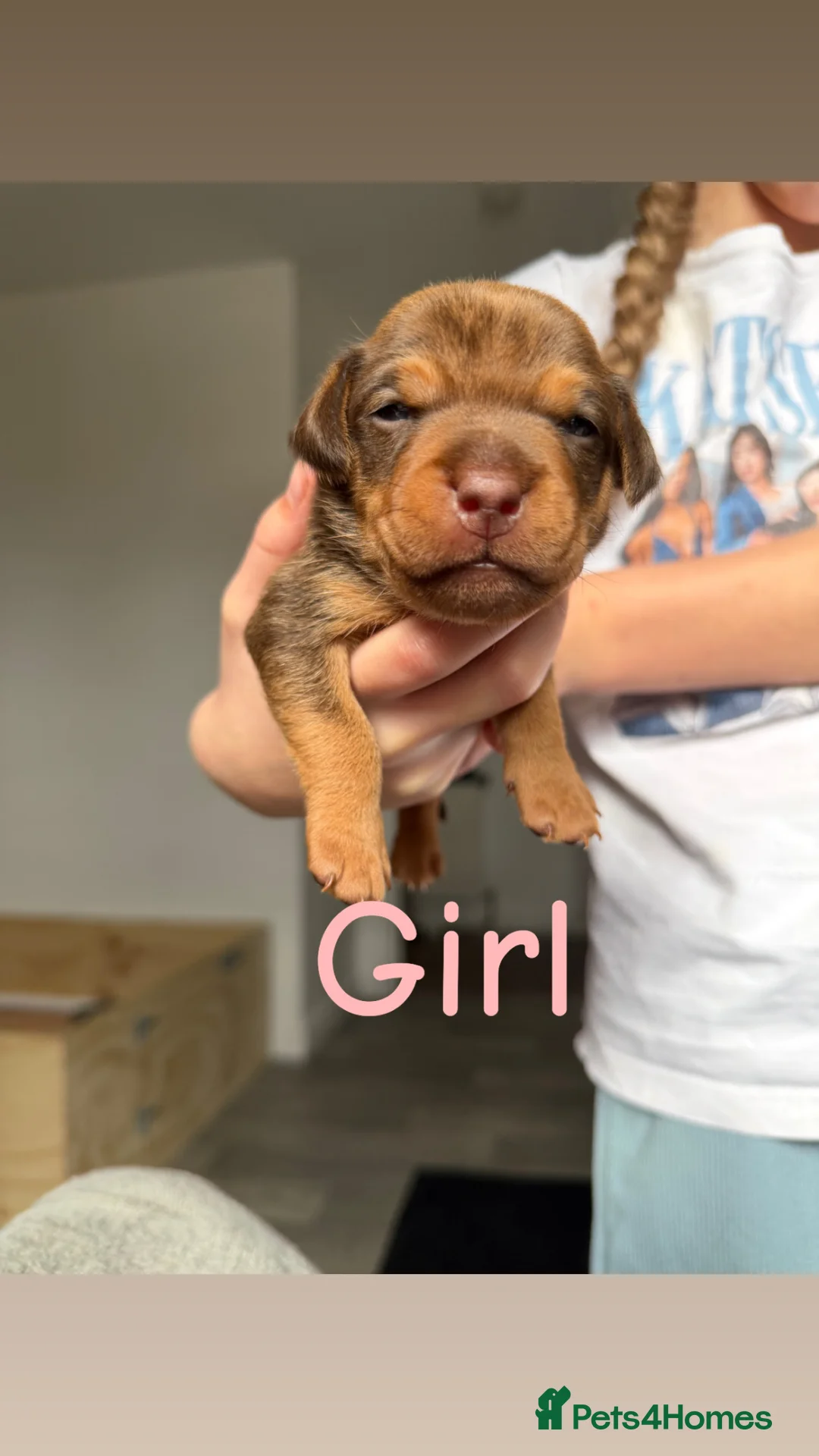 Mixed Breed dogs for sale: Patterdale X Jagdterrier  in Bonnyrigg - Advert 1