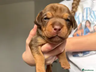 Mixed Breed dogs Patterdale X Jagdterrier - Advert 16