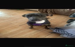 Mixed Breed dogs for sale: Blue need a new home asap - Image 5