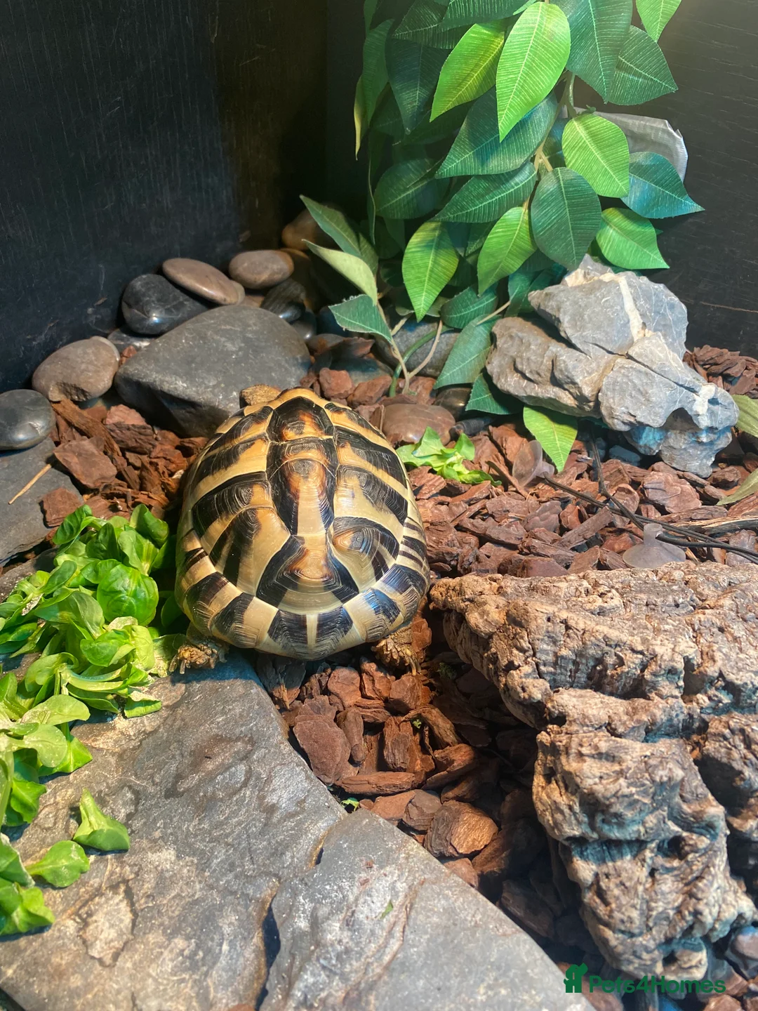 Hermann Tortoise reptiles for sale: Tortoise female - Advert 2