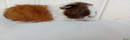 Guinea Pig rodents for sale: Baby guinea pigs  in Petworth - Advert 14