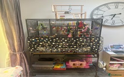 Conures birds for sale: Hand tame conure - Image 5
