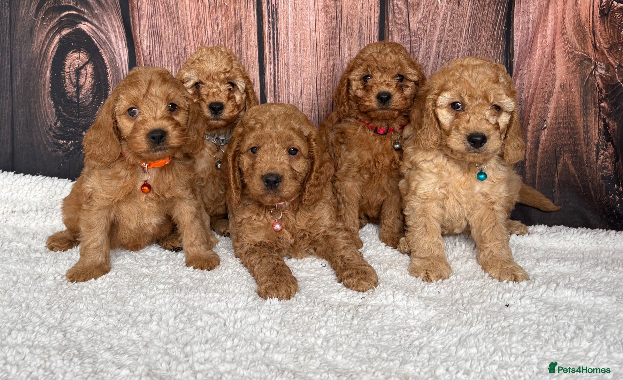 Cockapoo dogs for sale: Miniature Cockapoo puppies for ssle - Advert 1