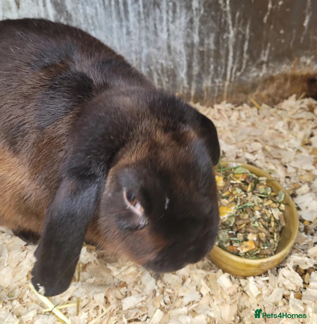 Mixed Breed rabbits for sale: 'Dare' Belgian Hare x lop - Advert 3