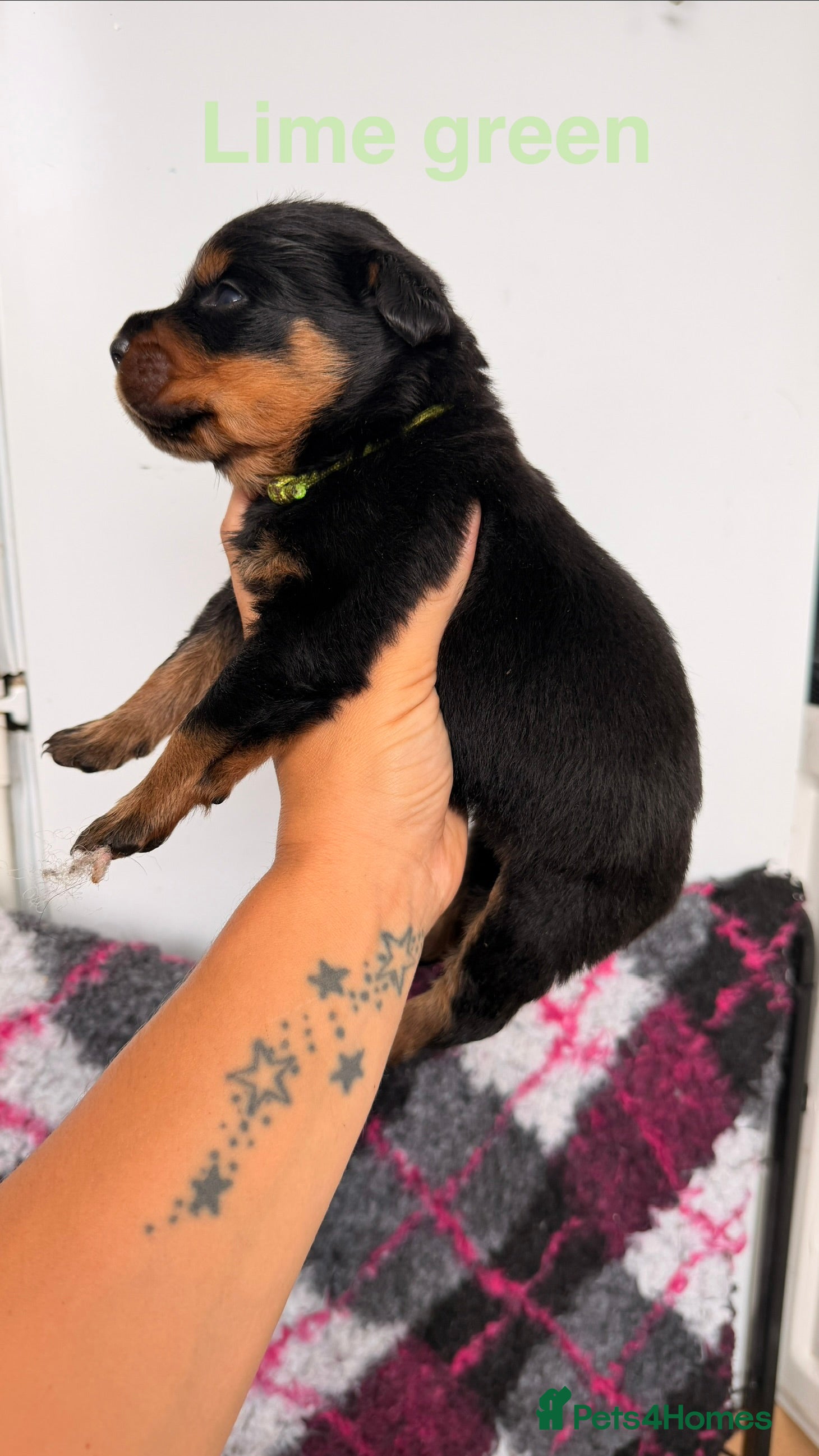 Rottweiler dogs ⭐️ KC registered Rottweiler puppies ⭐️ - Advert 2