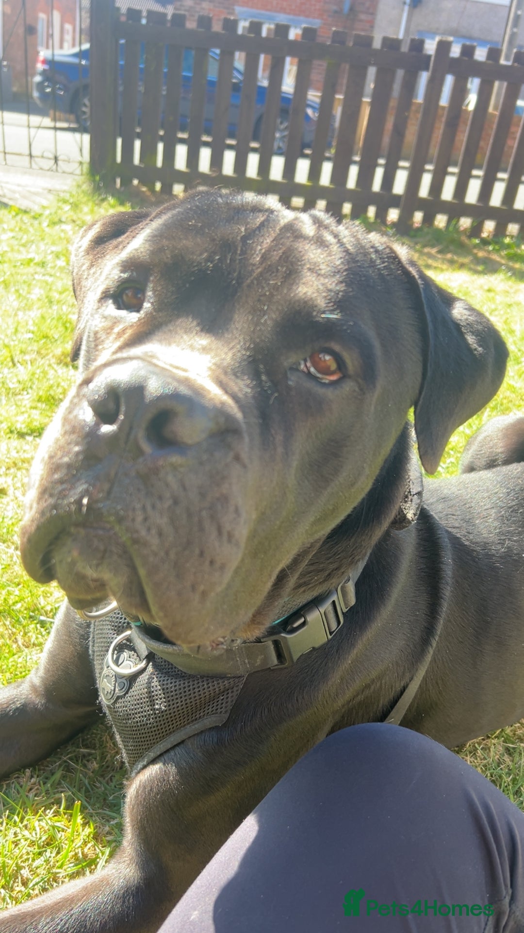 Cane Corso dogs for sale: Gorgeous boy for re homing - Image 1