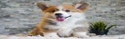 Welsh Corgi Pembroke dogs for sale: Welsh Corgi (Pembroke) - Advert 5