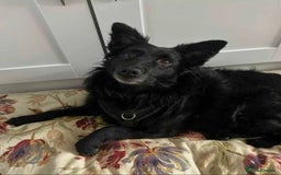 Mixed Breed dogs for adoption: Meet Dixie, currently residing in Wiltshire  - Advert 5