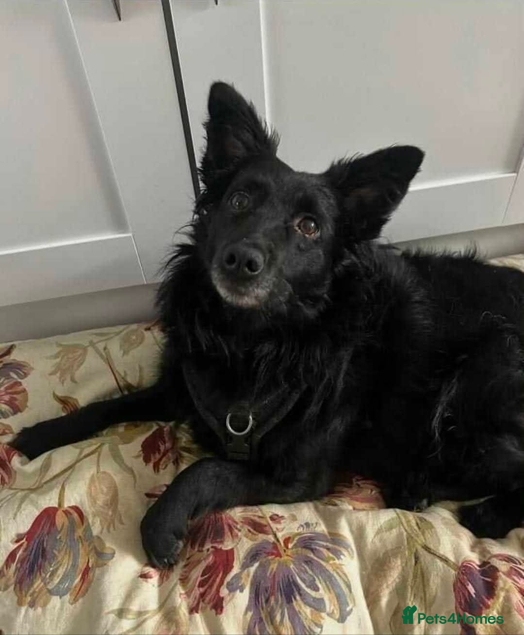 Mixed Breed dogs for adoption: Meet Dixie, currently residing in Wiltshire  - Advert 5