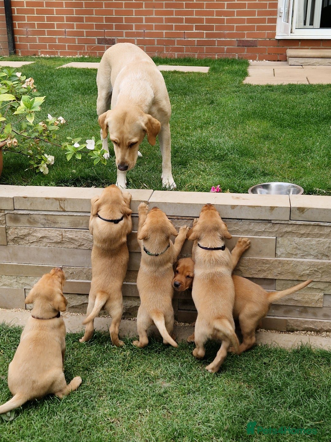 Labrador Retriever dogs for sale: Adorable 8 Puppies FOX RED Labrador, KC registered - Image 18