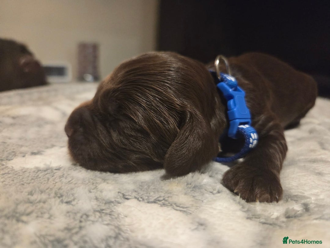 Cocker Spaniel dogs for sale: Working cocker spaniels  - Advert 15