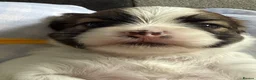 Lhasa Apso dogs for sale: Stunning litter of Lhasa apso puppies  - Advert 2