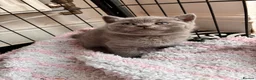 British Shorthair cats for sale: Blue British short hair male kitten  - Advert 6