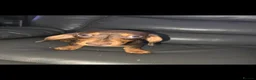 Dachshund dogs for sale: Dachshund - Advert 5