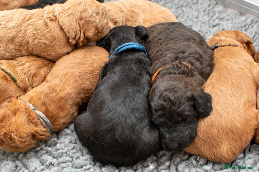 Goldendoodle dogs for sale: F1b Miniature Goldendoodle Waiting List - Advert 8