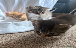Bengal cats for sale: 3 beautiful tabby’s for sale💕 - Image 2