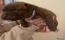 Staffordshire Bull Terrier dogs for sale: Staffordshire/American Staffordshire pups in Harrow - Image 17