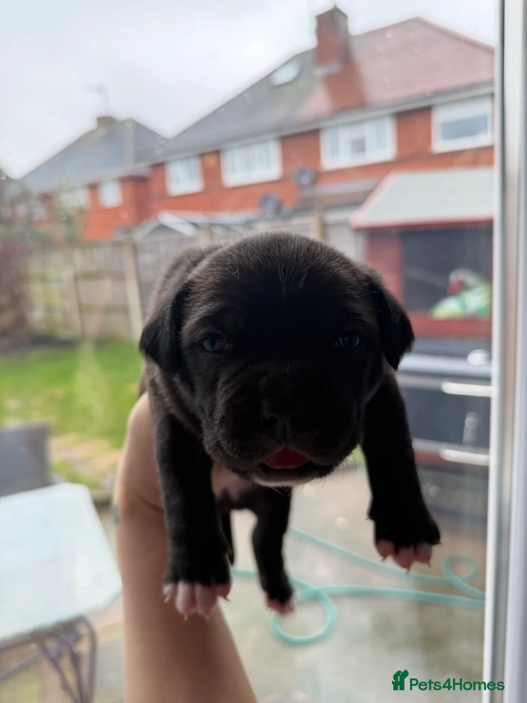 American Bully dogs for sale: American bully classic puppies for sale  - Advert 39