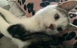 Mixed Breed cats for sale: Make kitten - Image 1
