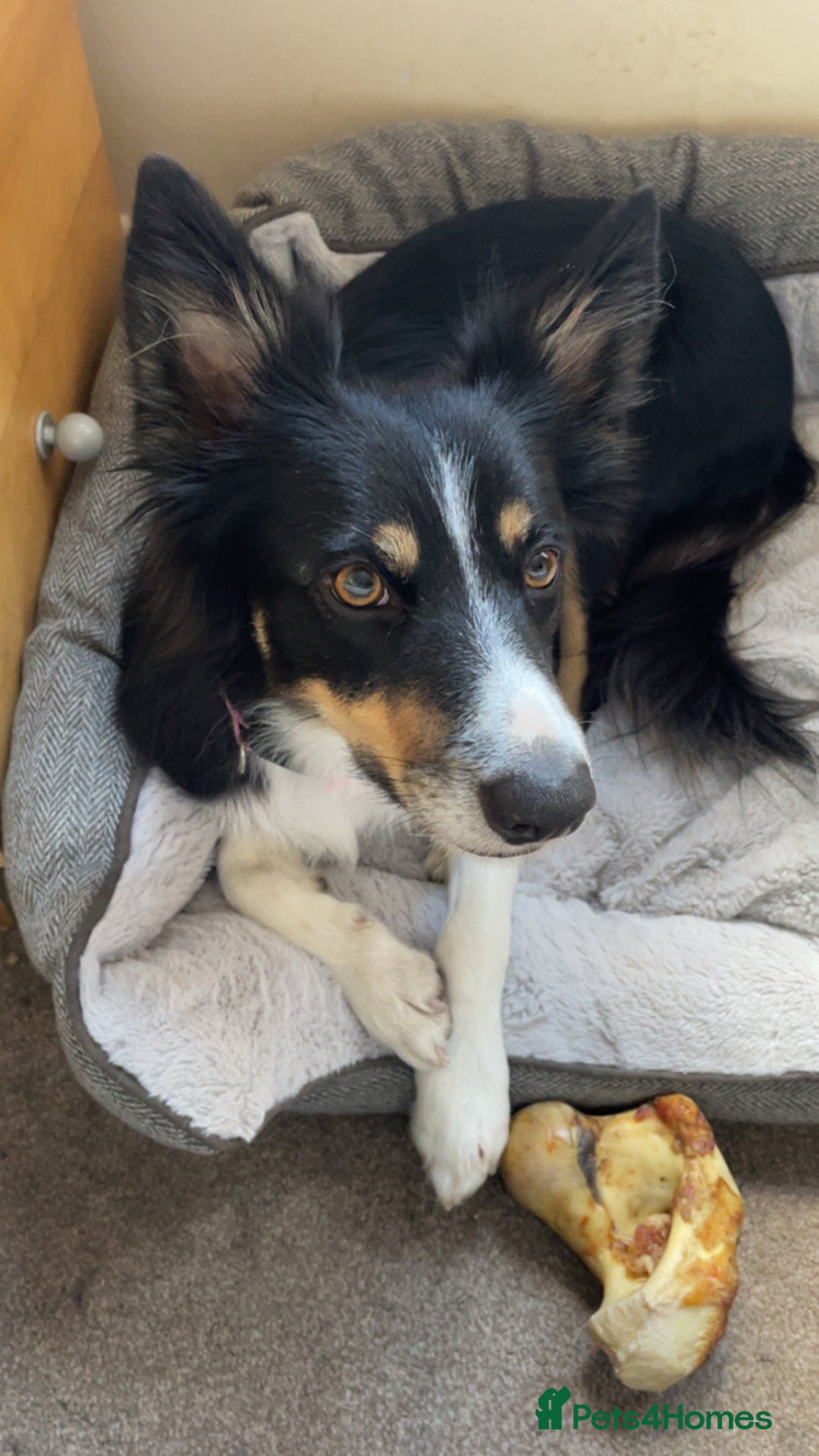 Border Collie dogs for sale: Female Boarder collie pup  - Image 3