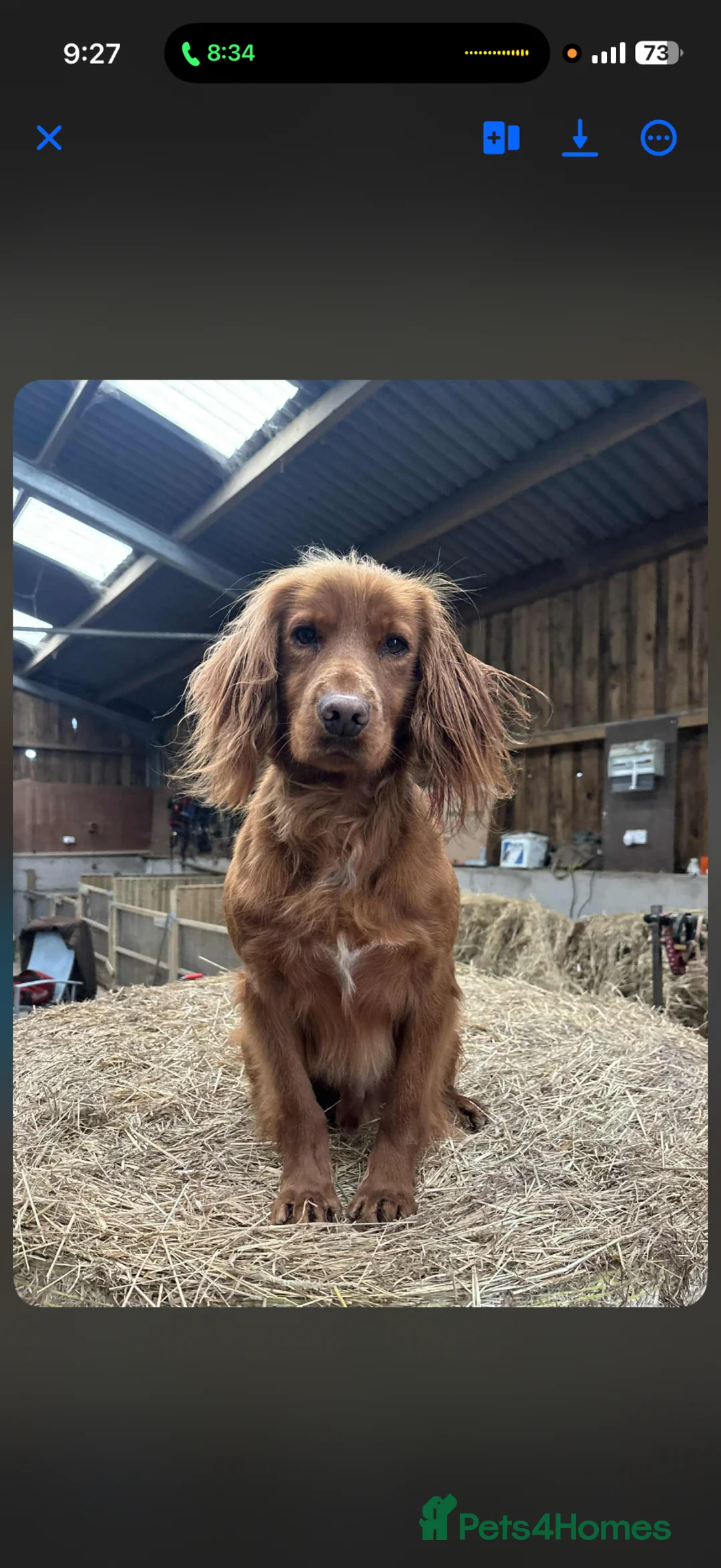 Cocker Spaniel dogs for stud: KC REGISTERED RED COCKER SPANIEL STUD PROVEN - Advert 2