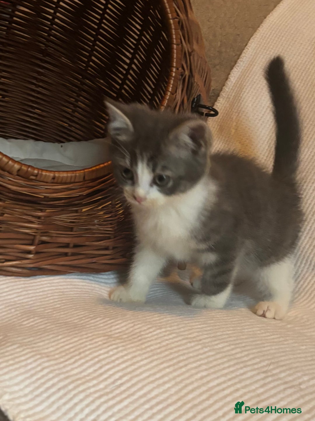 Mixed Breed cats for sale: Maine-Coon x British Blue Kittens.  - Advert 23