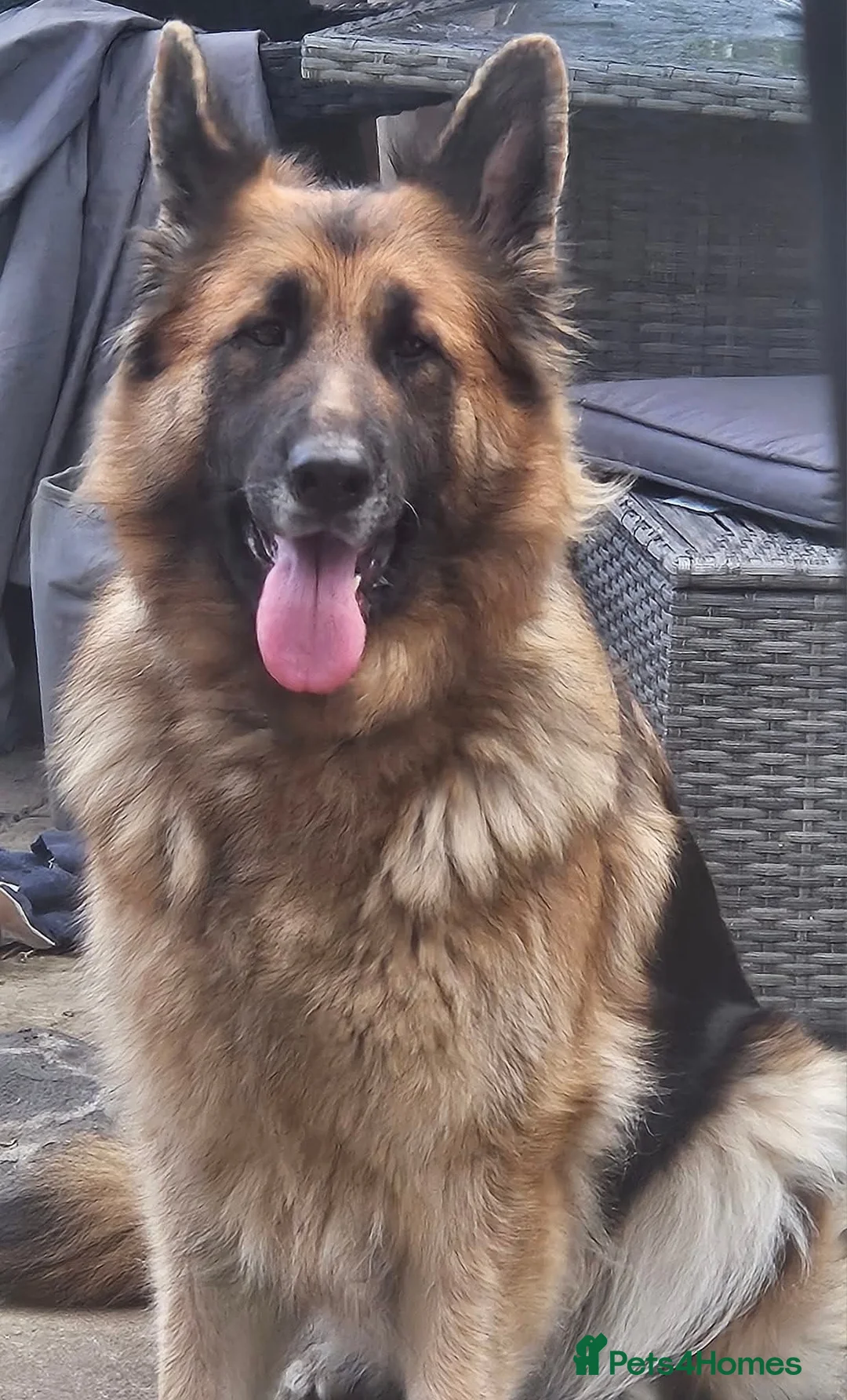 Mixed Breed dogs for sale: "Shug"  puppies  - Advert 1