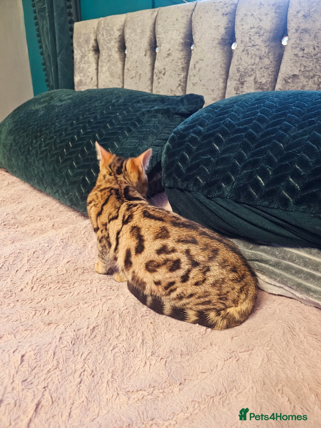 Bengal cats for sale: Bengal kitten male - Advert 9