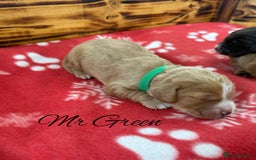 Cocker Spaniel dogs for sale: Outstanding KC Cocker Spaniel Puppies - Image 4