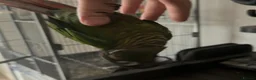 Conures birds for sale: Green cheek conure  - Advert 1