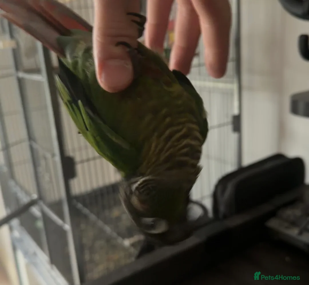 Conures birds for sale: Green cheek conure  - Advert 1
