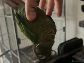 Conures birds Green cheek conure - Advert 5