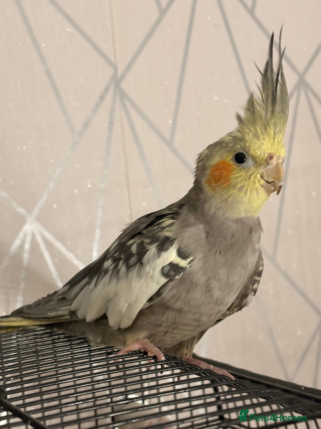 Cockatiels birds for sale: Beautiful Cockatiel for sale  - Advert 1