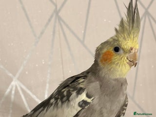 Cockatiels birds Beautiful Cockatiel for sale - Advert 1