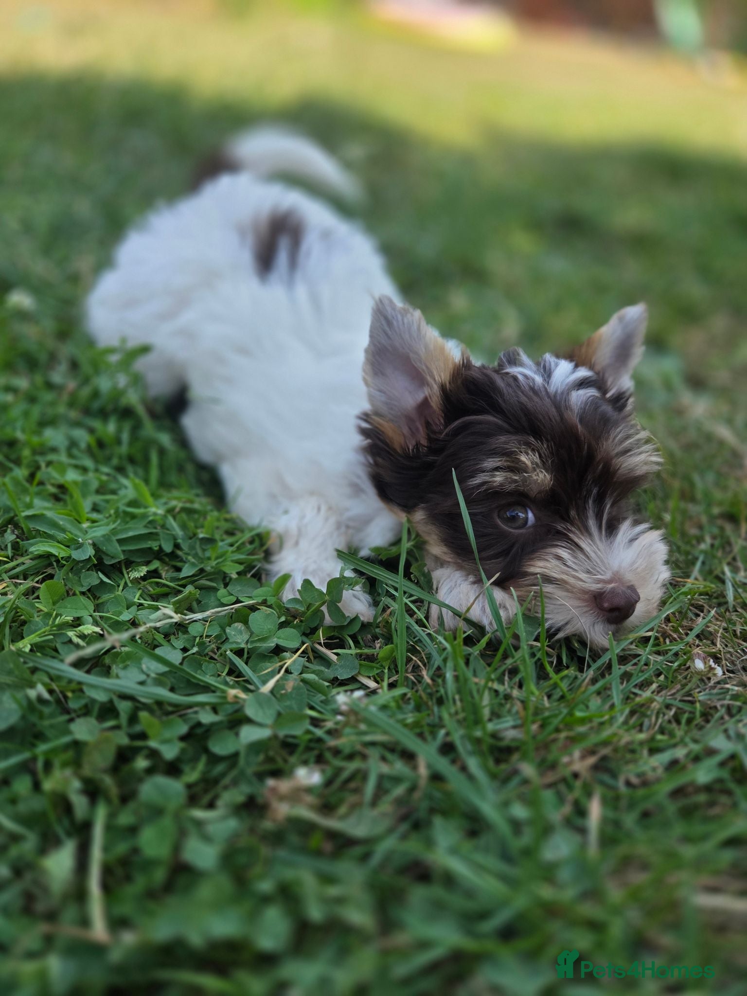 Yorkshire Terrier dogs Tiny girl and cute boy - Advert 17