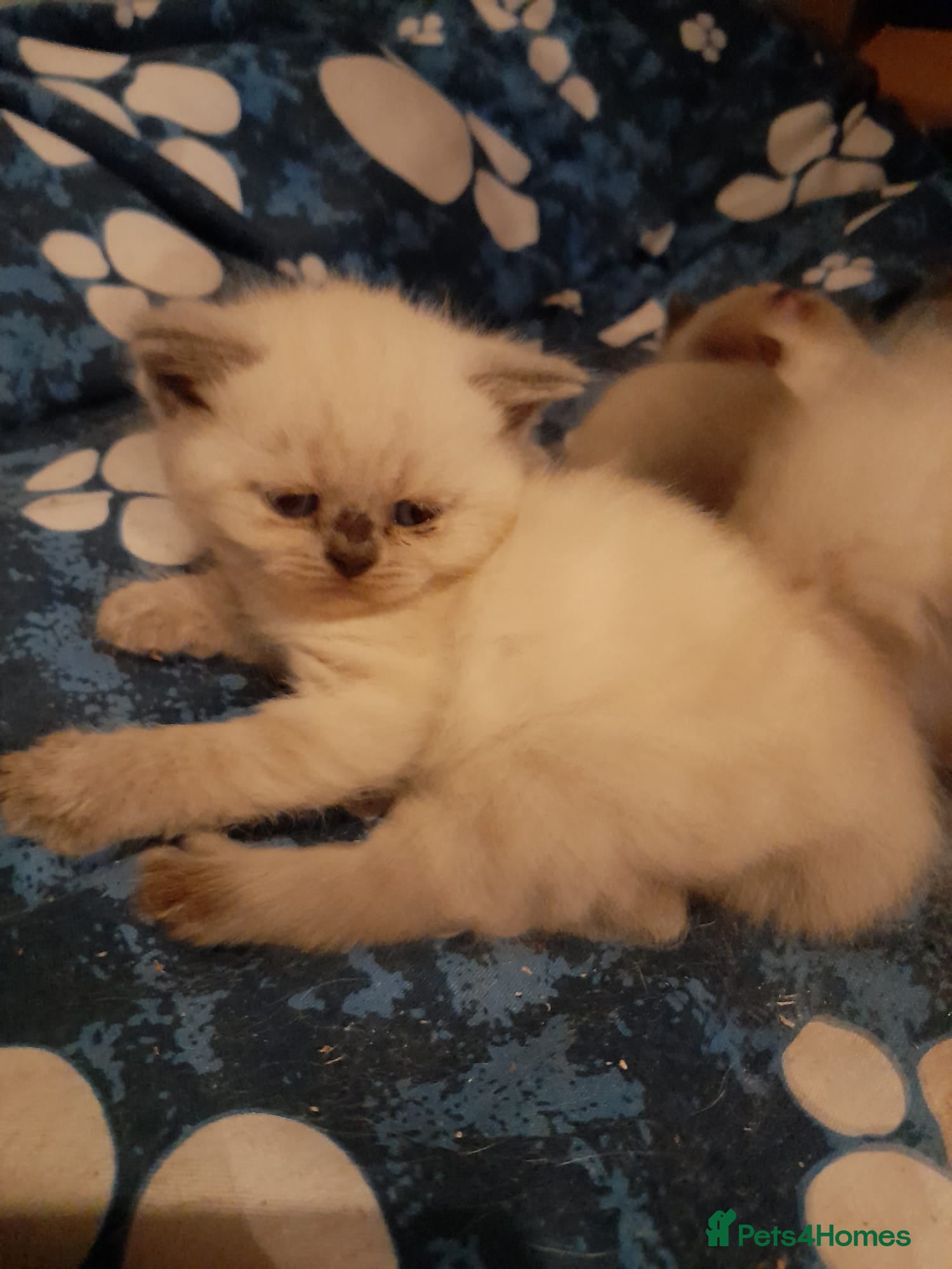 British Shorthair cats British shorthair kittens - Advert 9