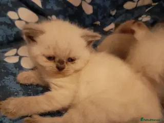 British Shorthair cats British shorthair kittens - Advert 9