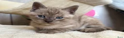 Bengal cats for sale: TICA registered Seal Solid Silver Mink Bengals - Advert 9